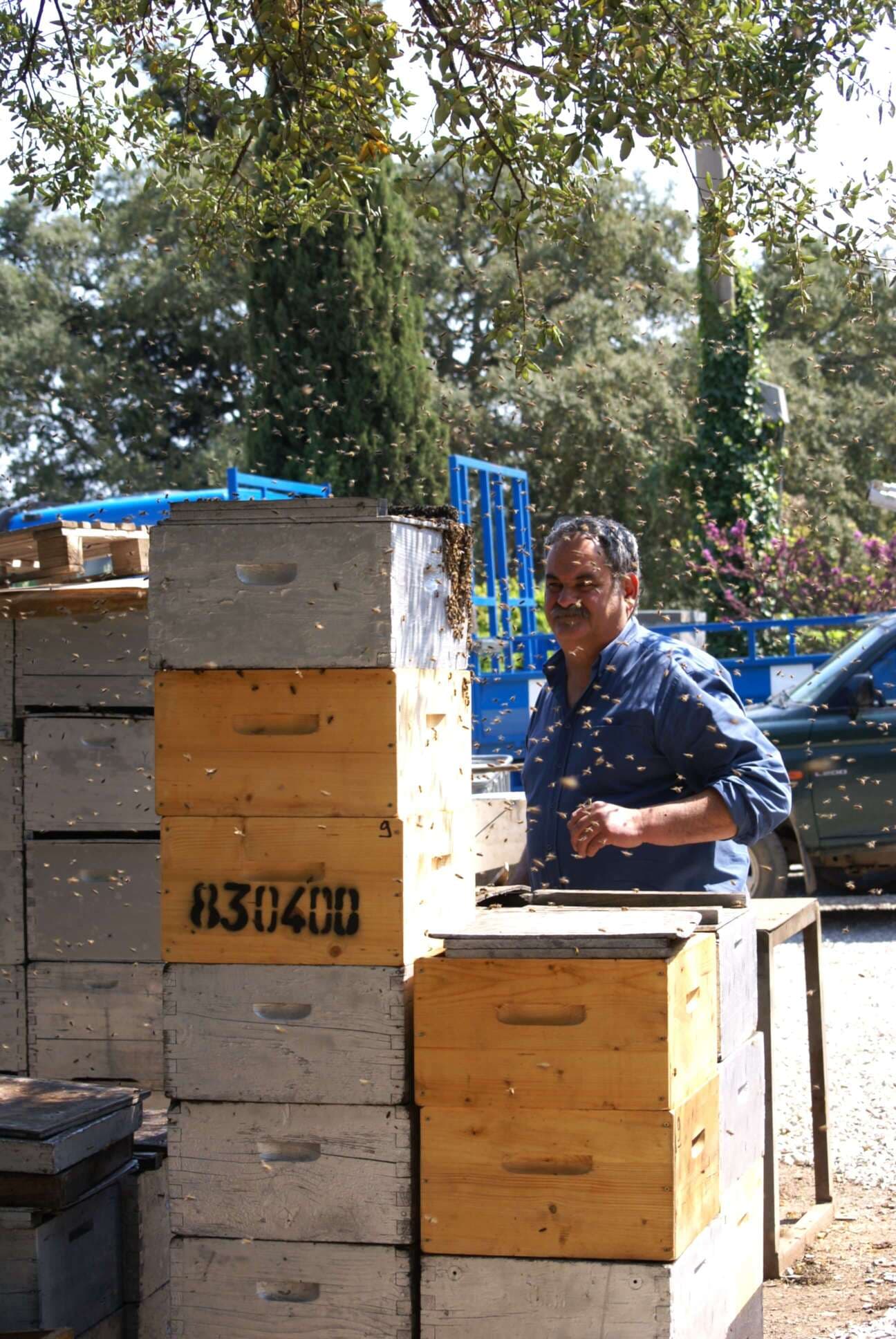 Image d'abeille